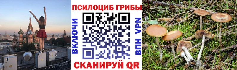 Купить закладки  Тихвин  Псилоцибиновые грибы MAGIC MUSHROOMS 